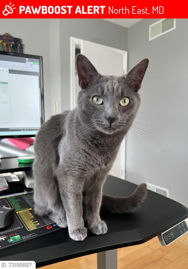 Lost Male Cat last seen Rising Sun High School, North East, MD 21901