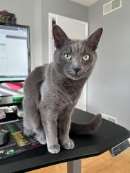 Lost Male Cat last seen Rising Sun High School, North East, MD 21901