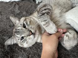 Reunited Male Cat last seen Park dr, Fort Worth, TX 76179