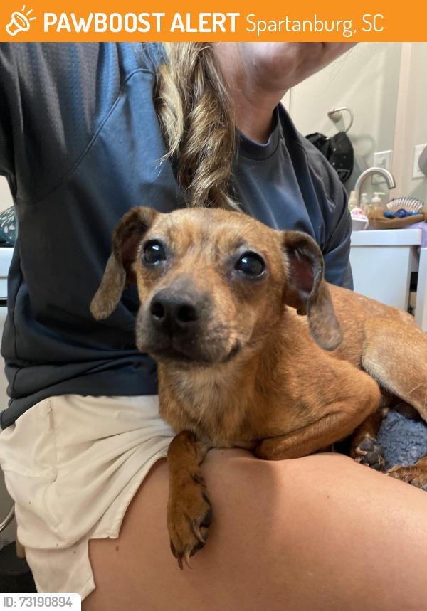 Found/Stray Male Dog last seen Hillcrest shopping center, Spartanburg, SC 29307