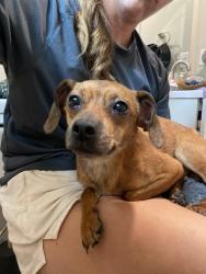 Found/Stray Male Dog last seen Hillcrest shopping center, Spartanburg, SC 29307