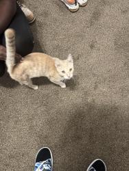 Found/Stray Female Cat last seen Off The Hook Seafood & Grill, East Lansdowne, PA 19050