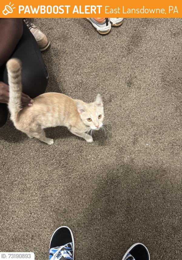 Found/Stray Female Cat last seen Off The Hook Seafood & Grill, East Lansdowne, PA 19050