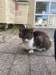 Found/Stray Female Cat last seen Norfolk buildings, Bath and North East Somerset, England 