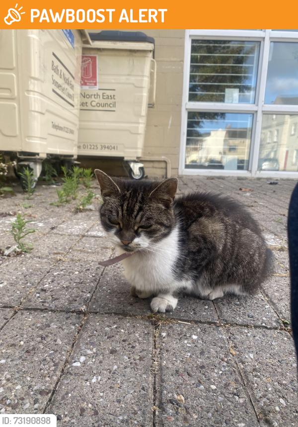 Found/Stray Female Cat last seen Norfolk buildings, Bath and North East Somerset, England 