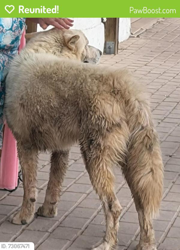 Reunited Female Dog last seen Main Street, San Elizario, TX 79849