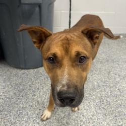 Shelter Stray Male Dog last seen , 328 Furman Hall Rd, Greenville, SC 29609, USA