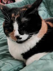 Lost Female Cat last seen San gabriel blvd and Santa fe ave, Los Angeles County, CA 91776