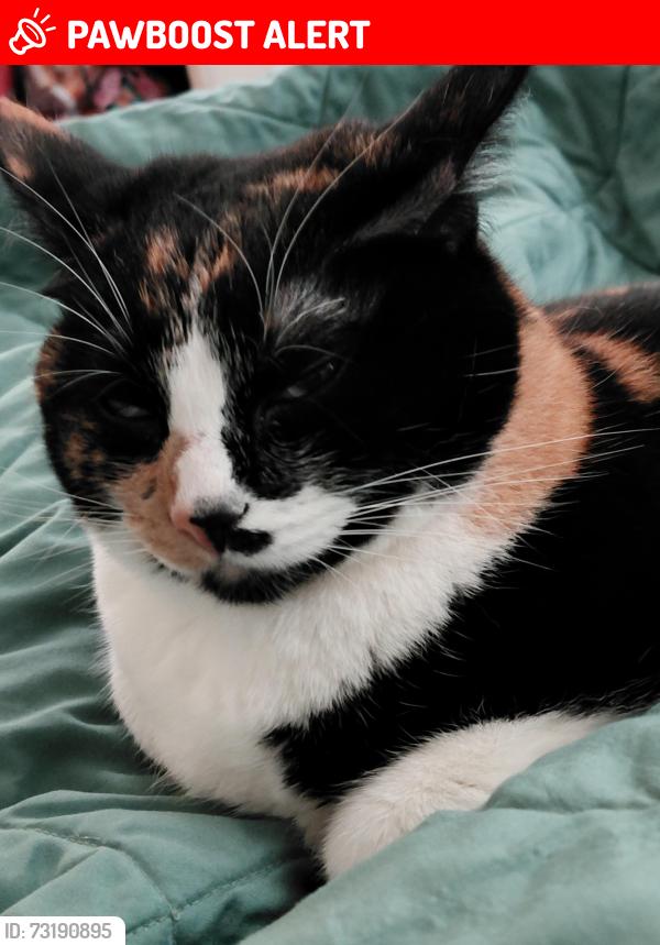 Lost Female Cat last seen San gabriel blvd and Santa fe ave, Los Angeles County, CA 91776