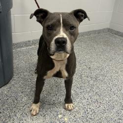 Shelter Stray Female Dog last seen , 328 Furman Hall Rd, Greenville, SC 29609, USA