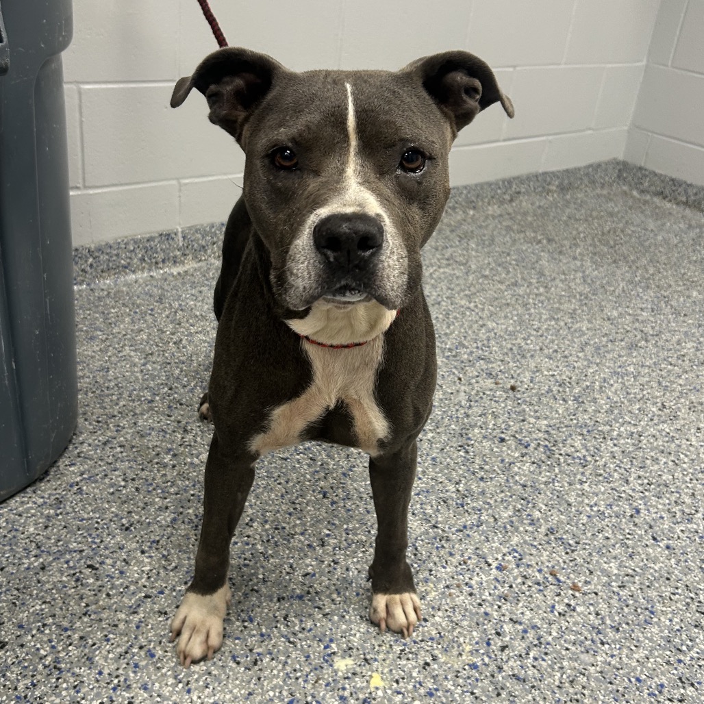 Shelter Stray Female Dog last seen , 328 Furman Hall Rd, Greenville, SC 29609, USA