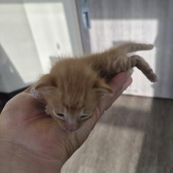 Shelter Stray Unknown Cat last seen , 1109 Moore Ave, Portland, TX 78374, USA