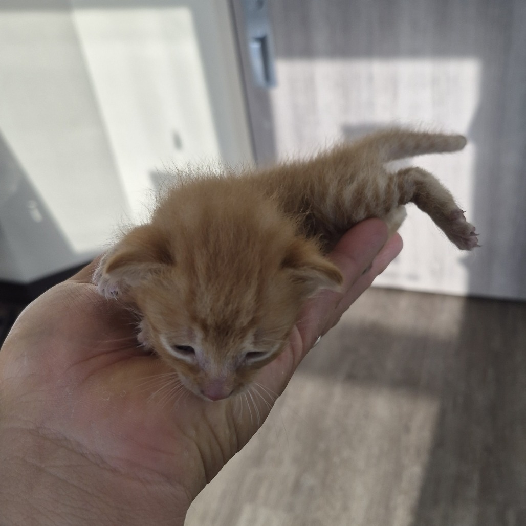 Shelter Stray Unknown Cat last seen , 1109 Moore Ave, Portland, TX 78374, USA