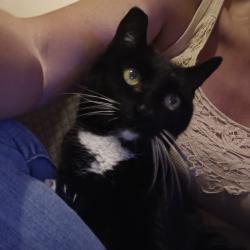 Shelter Stray Female Cat last seen , Animal Care & Control Team of Philly, 111 W Hunting Park Ave, Philadelphia, PA 19140, USA