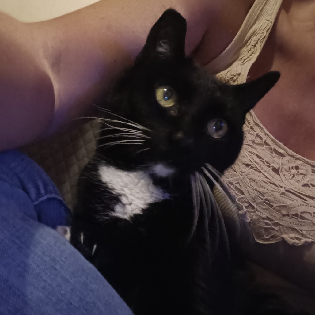 Shelter Stray Female Cat last seen , Animal Care & Control Team of Philly, 111 W Hunting Park Ave, Philadelphia, PA 19140, USA