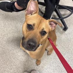 Shelter Stray Female Dog last seen , 8464 Beach Blvd, Jacksonville, FL 32216, USA