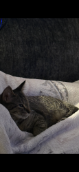 Lost Female Cat last seen Dallas Markets, Dallas, GA 30132