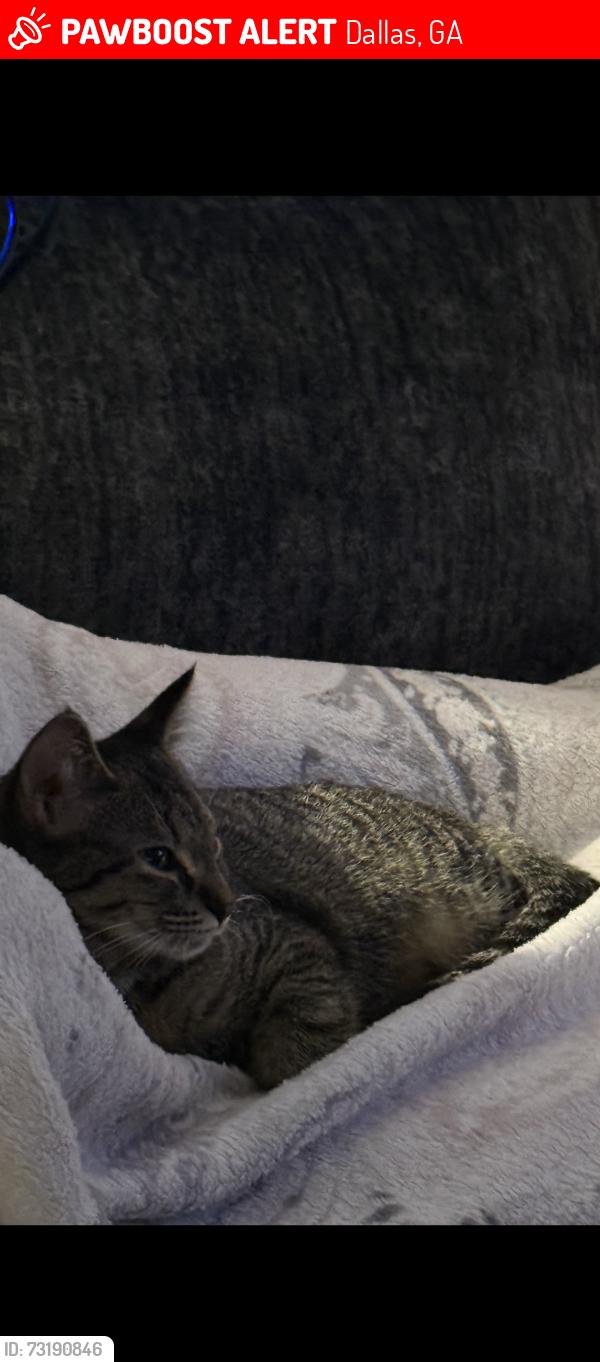 Lost Female Cat last seen Dallas Markets, Dallas, GA 30132