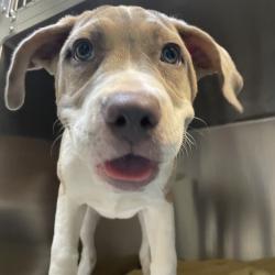 Shelter Stray Female Dog last seen , 361 S Raymond Ave, Pasadena, CA 91105, USA