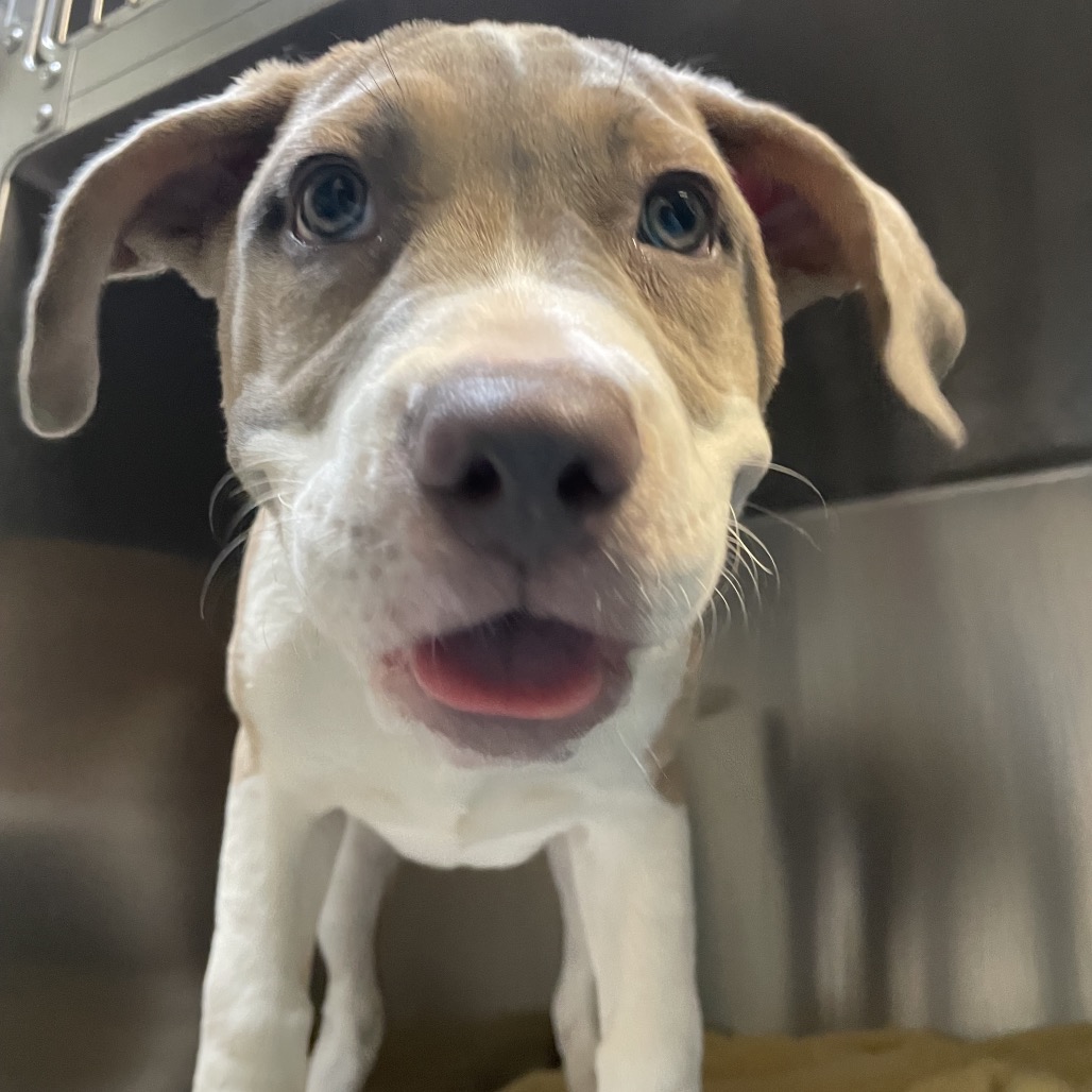 Shelter Stray Female Dog last seen , 361 S Raymond Ave, Pasadena, CA 91105, USA