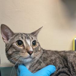 Shelter Stray Male Cat last seen , 361 S Raymond Ave, Pasadena, CA 91105, USA