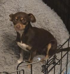 Reunited Female Dog last seen North Highlands, CA, USA, North Highlands, CA 95660