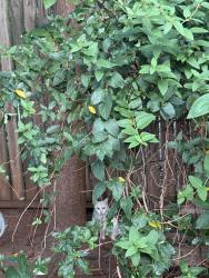 Found/Stray Unknown Cat last seen Raven & Rambling Rd, Oklahoma City, OK 73132