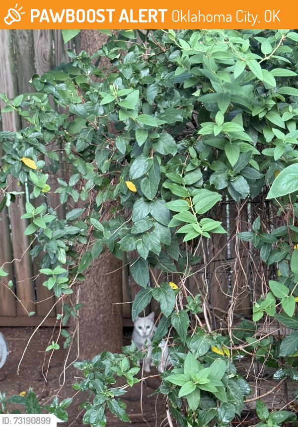 Found/Stray Unknown Cat last seen Raven & Rambling Rd, Oklahoma City, OK 73132