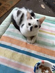 Found/Stray Male Cat last seen Green Oaks Neighborhood, Newport News, VA 23601