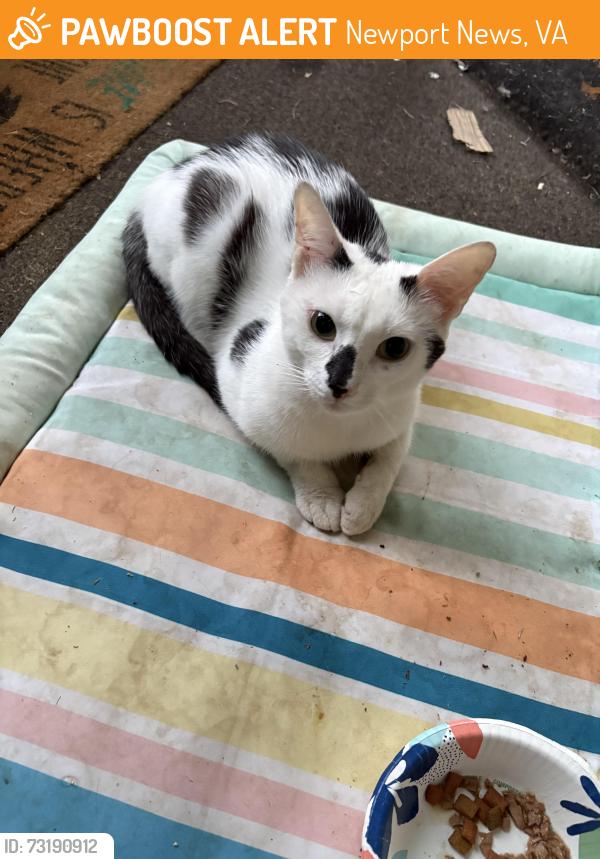 Found/Stray Male Cat last seen Green Oaks Neighborhood, Newport News, VA 23601