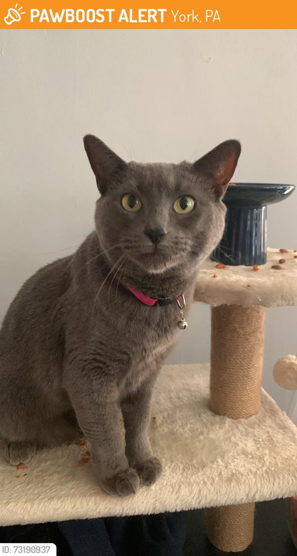Found/Stray Female Cat last seen Linden ave York pa, York, PA 17404
