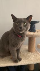 Found/Stray Female Cat last seen Linden ave York pa, York, PA 17404
