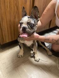 Found/Stray Unknown Dog last seen Campus park Elementary, Livingston, CA 95334