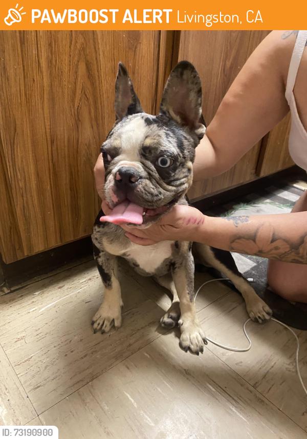 Found/Stray Unknown Dog last seen Campus park Elementary, Livingston, CA 95334