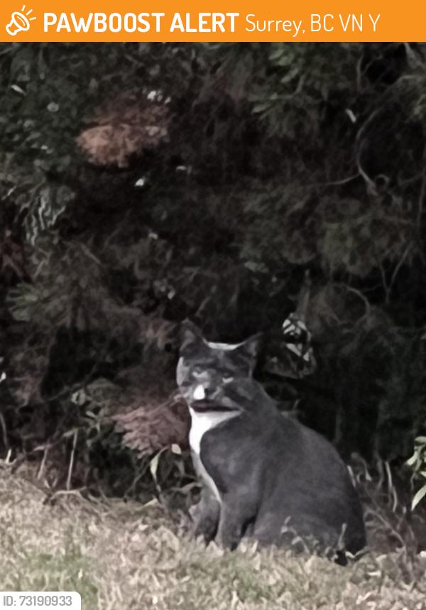 Found/Stray Unknown Cat last seen Near a 171, Surrey, BC V4N 4Y3