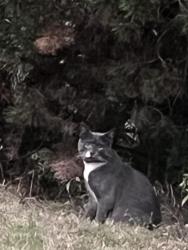 Found/Stray Unknown Cat last seen Near a 171, Surrey, BC V4N 4Y3