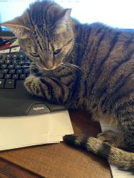 Lost Female Cat last seen At home on deck, Cincinnati, OH 45240