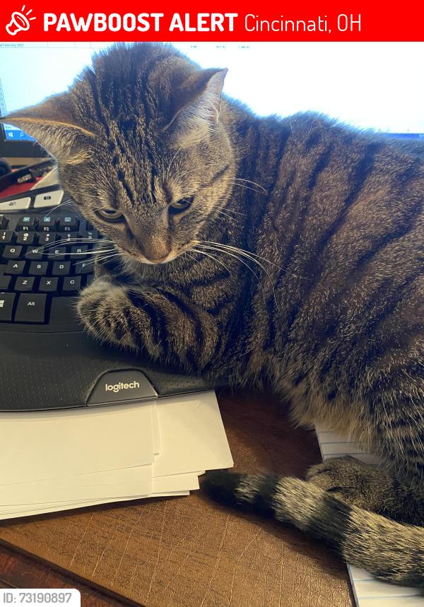 Lost Female Cat last seen At home on deck, Cincinnati, OH 45240