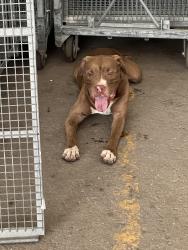 Found/Stray Male Dog last seen Costa Farms, Miami, FL 33187