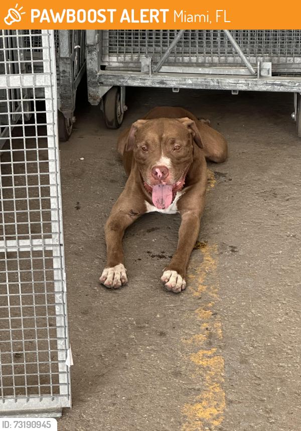 Found/Stray Male Dog last seen Costa Farms, Miami, FL 33187