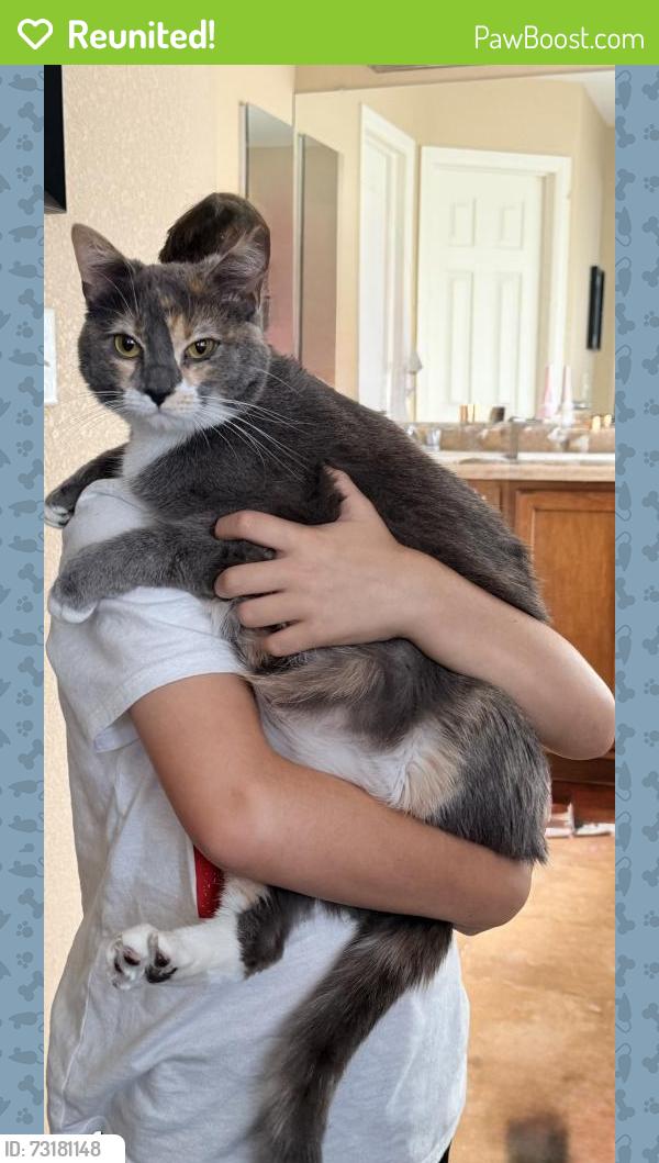 Reunited Female Cat last seen 112th and HWY 85, Brighton, CO 80640