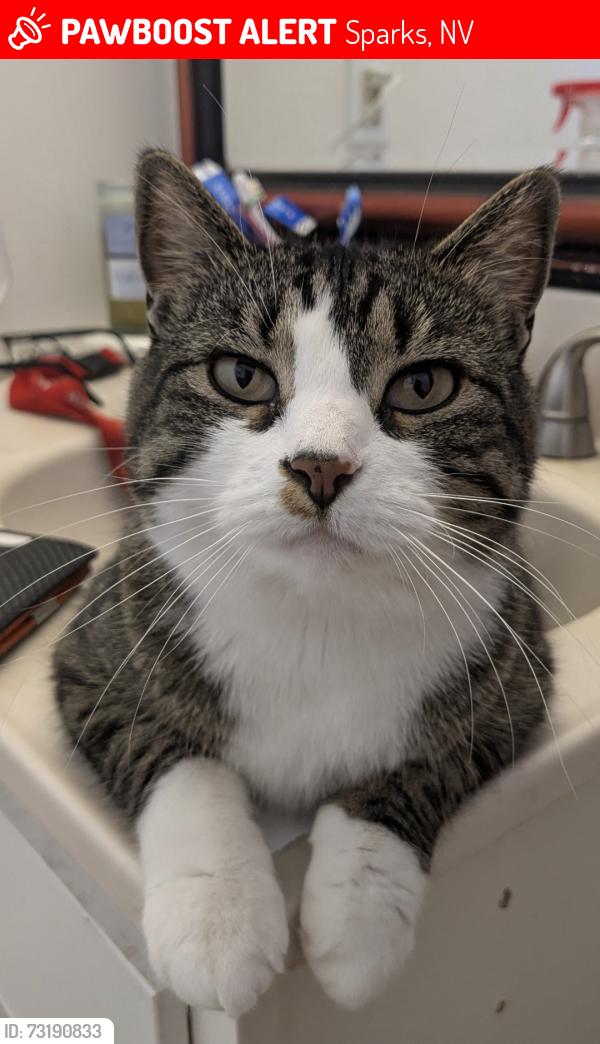 Lost Female Cat last seen William Morby and Glen Meadows, Sparks, NV 89434