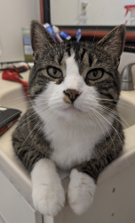 Lost Female Cat last seen William Morby and Glen Meadows, Sparks, NV 89434