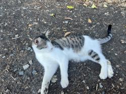 Reunited Male Cat last seen Near the creek, Pleasant Hill, CA 94553