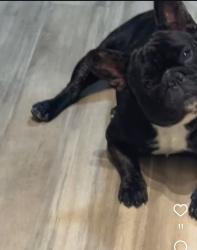 Reunited Male Dog last seen rayent and nordoff in Northridge ca, Los Angeles, CA 91324
