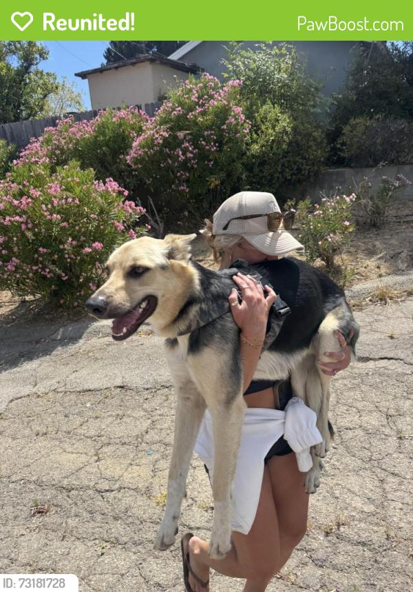 Reunited Male Dog last seen Ventura dog ranch, Ventura, CA 93001