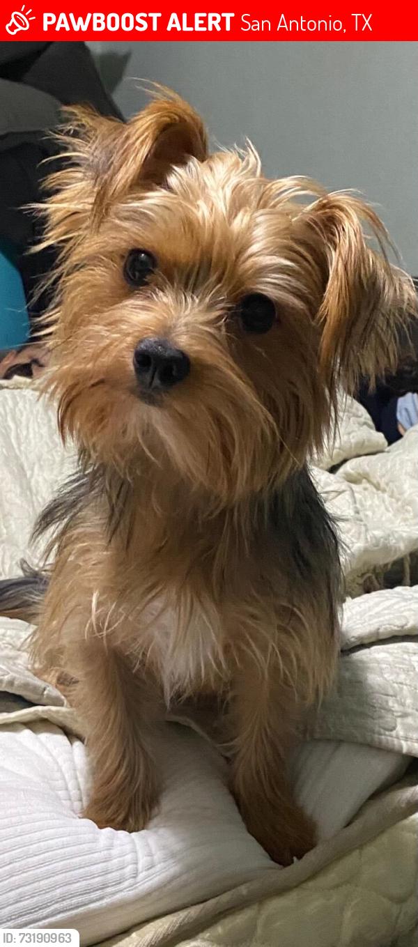 Lost Male Dog last seen New laredo hwy, San Antonio, TX 78211