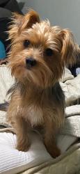 Lost Male Dog last seen New laredo hwy, San Antonio, TX 78211