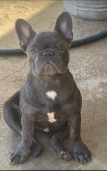 Reunited Female Dog last seen 20th street East, Palmdale, CA 93550