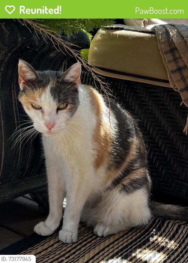 Reunited Female Cat last seen Main and palmyra, Orange, CA 92868